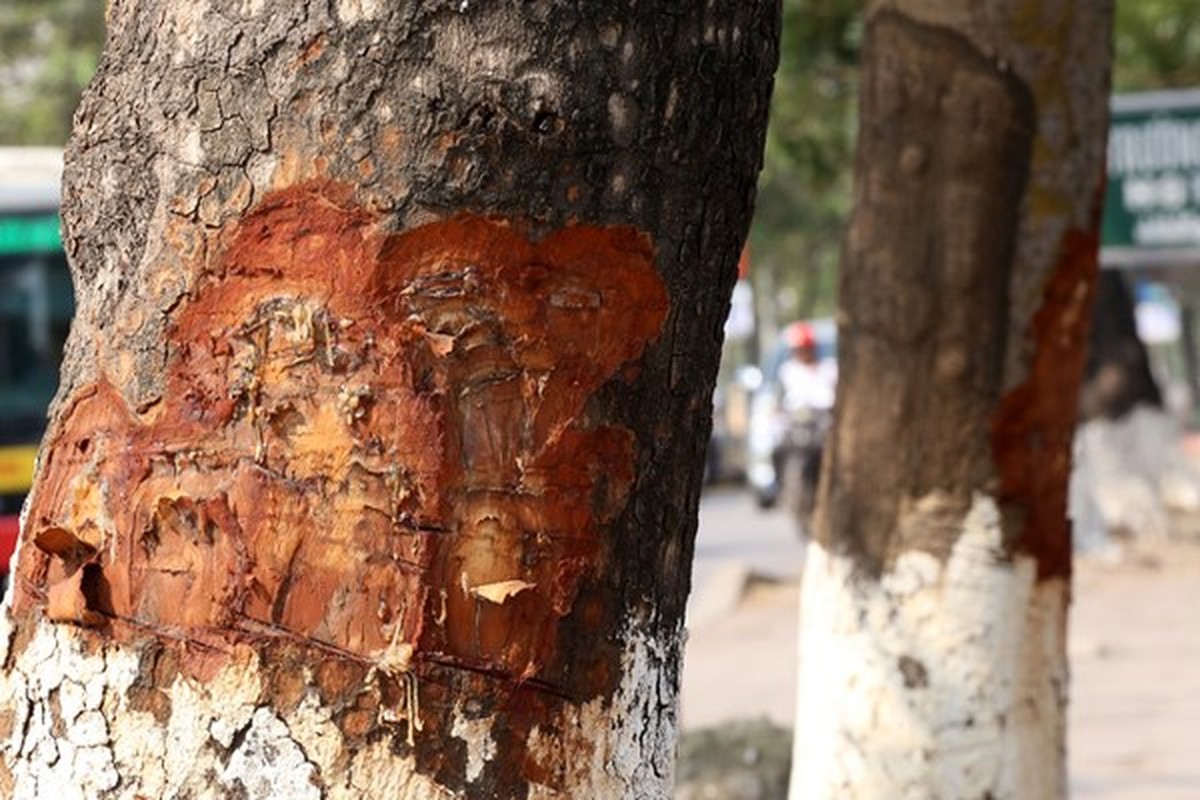 Bai thuoc tri vo sinh hiem muon tu cay hoa ngoc lan-Hinh-7